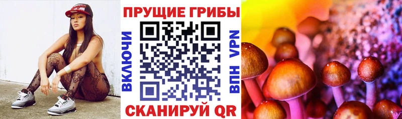 Псилоцибиновые грибы прущие грибы  hydra   Тосно 